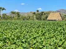 Viñales