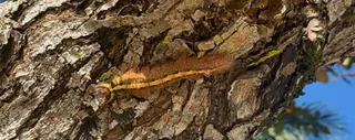 Caterpillar on Koh Yao Noi, Thailand